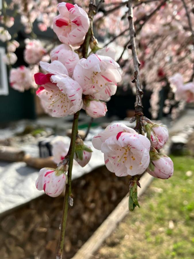Julian'S English Homestay And Pension Fujimi Exteriör bild